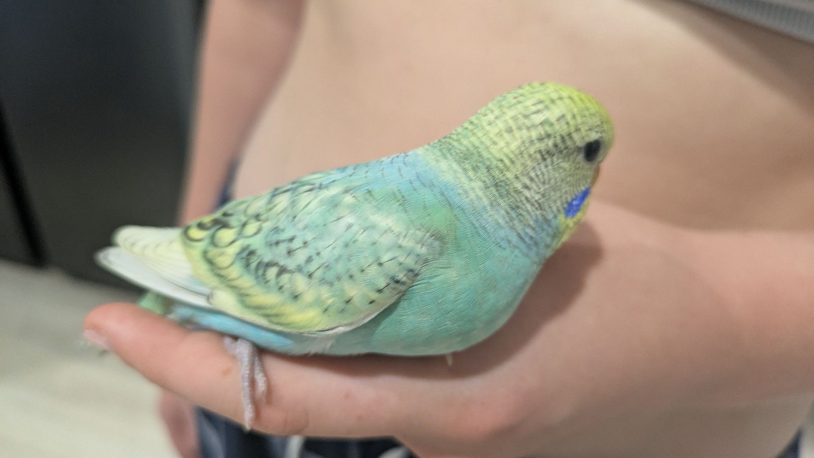 baby budgie budgies Birds Gumtree Australia Noosa Area