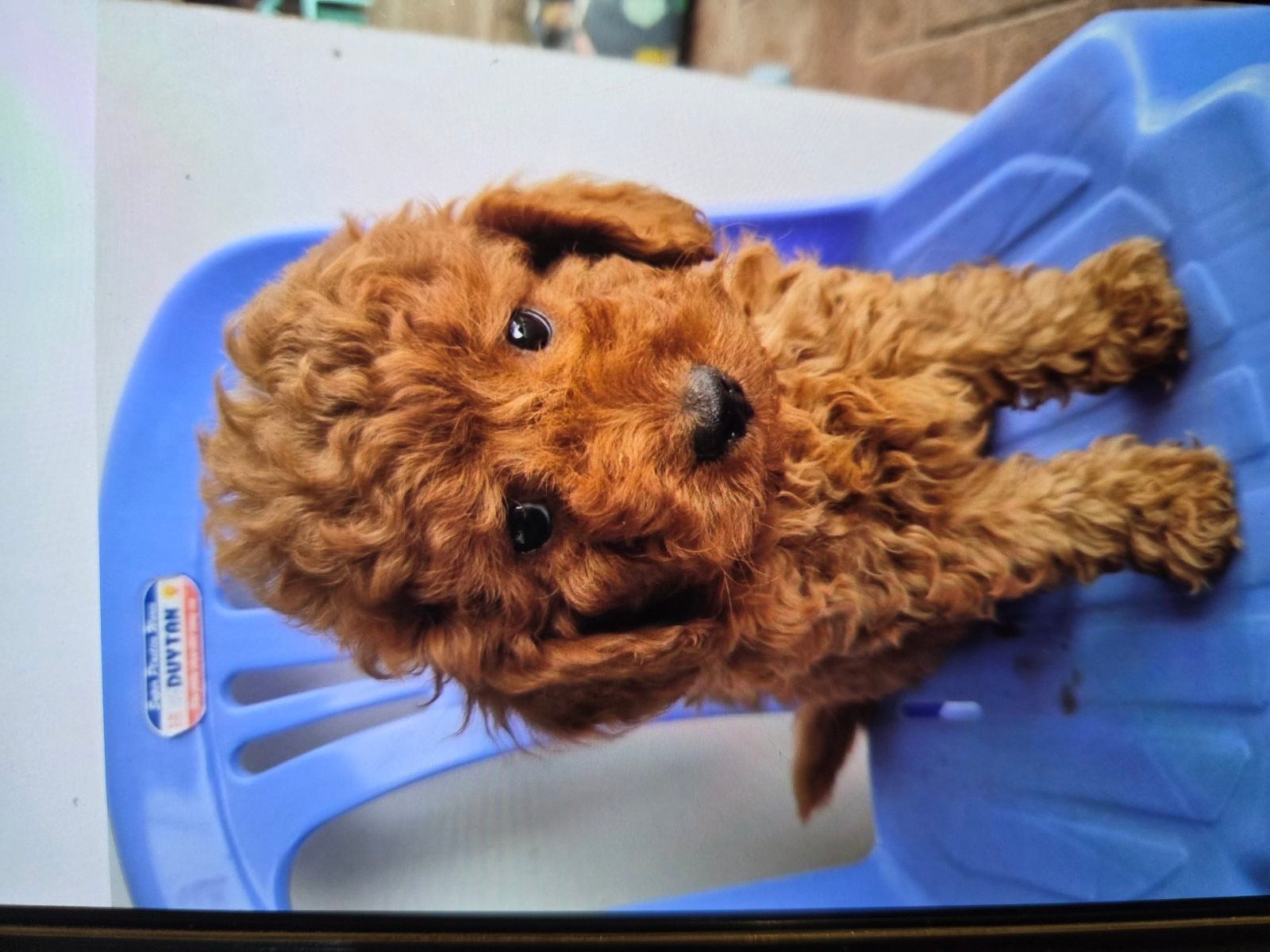 Cavoodle Toy Poodle Mix Puppies Poodle Mix Cavoodle Cross Poodle