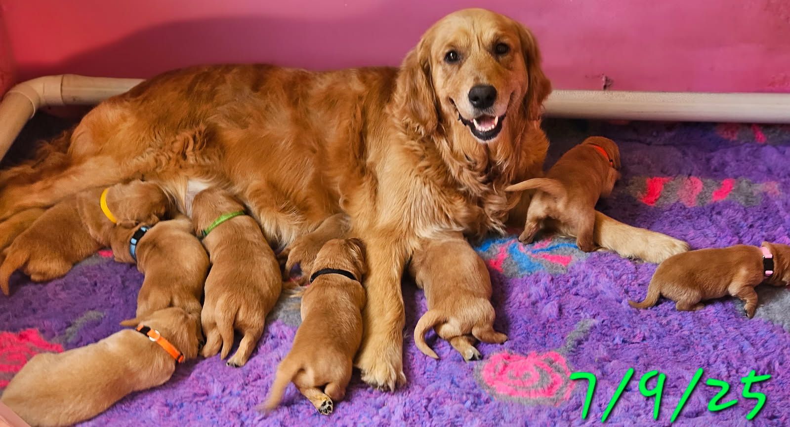 PURE BRED GOLDEN RETRIEVER Dogs Puppies Gumtree