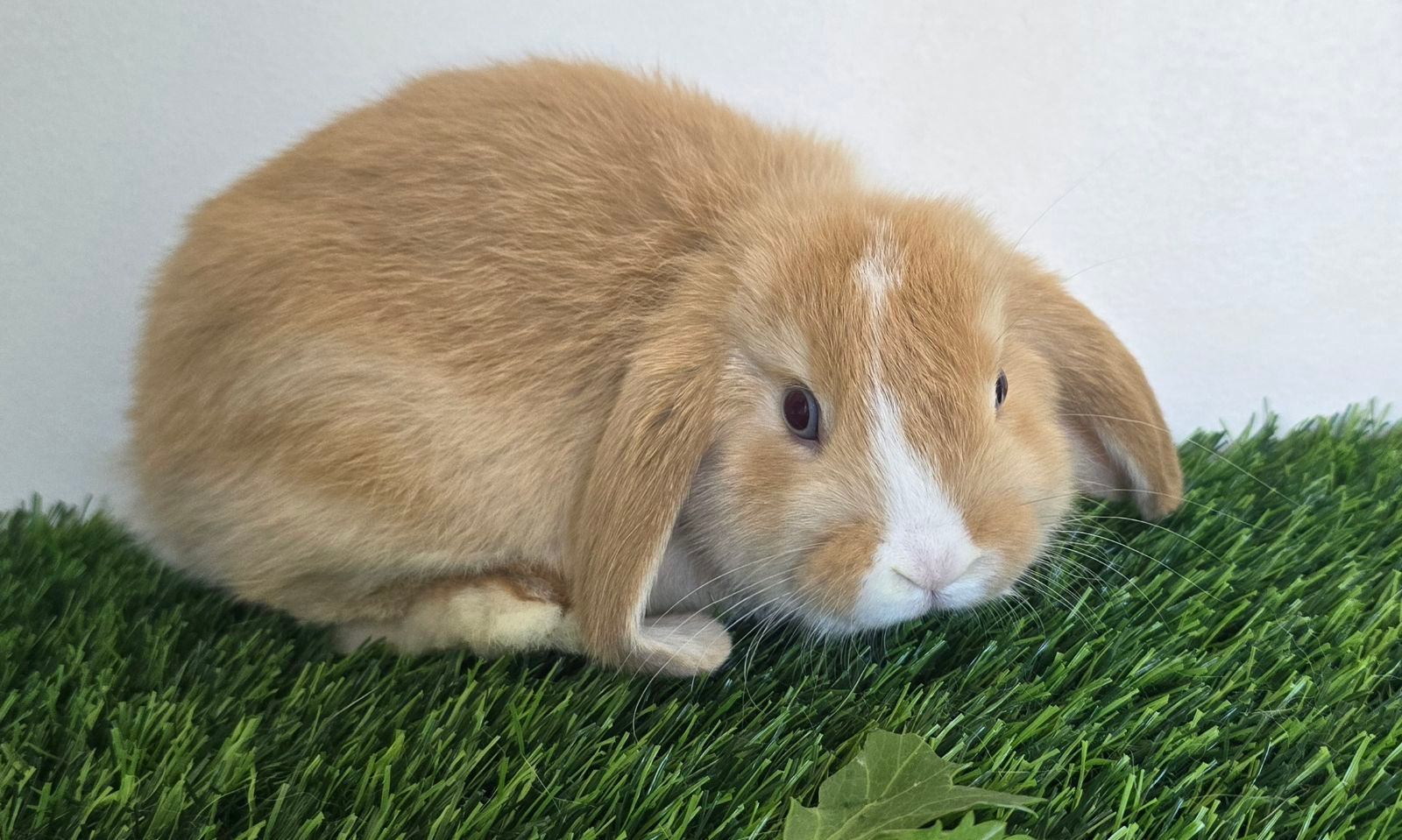 Gorgeous Baby Mini Lops Rabbits Gumtree Australia Casey Area