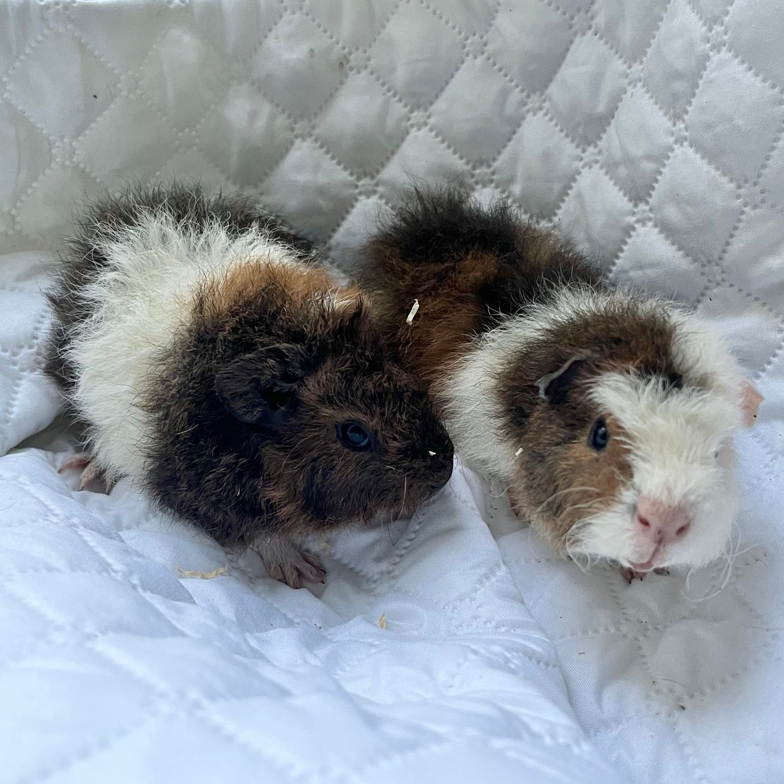 Long Haired Baby Girl Guinea Pigs For Sale Hairless Guinea Pig For