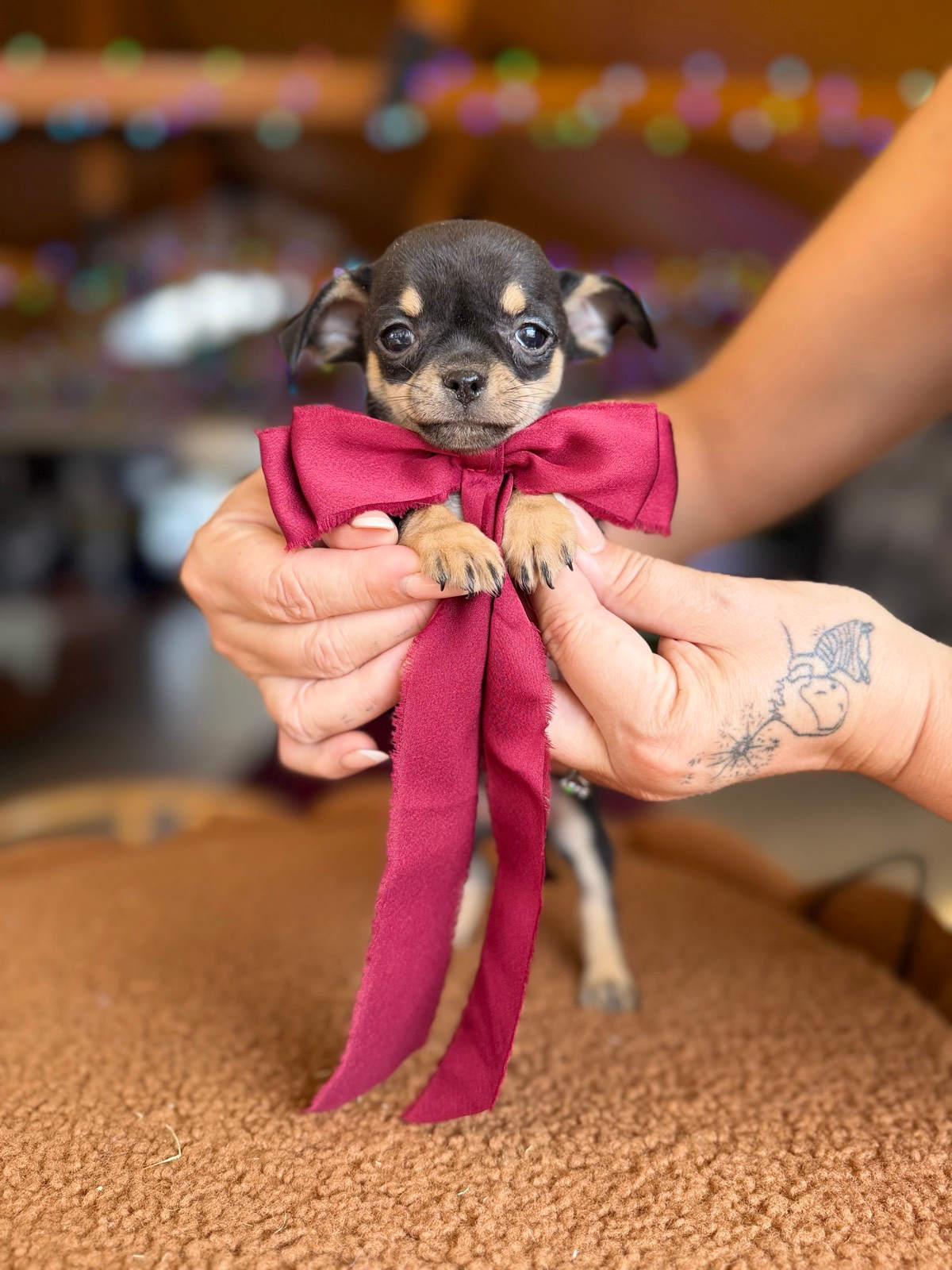 Gumtree Australia Gumtree Chihuahua Dogs For Sale Chihuahua