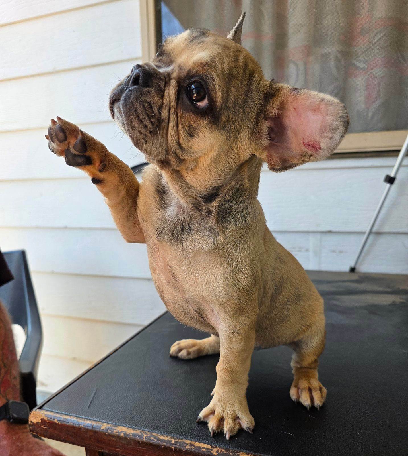 French Bulldog Puppies Dogs Puppies Gumtree Australia