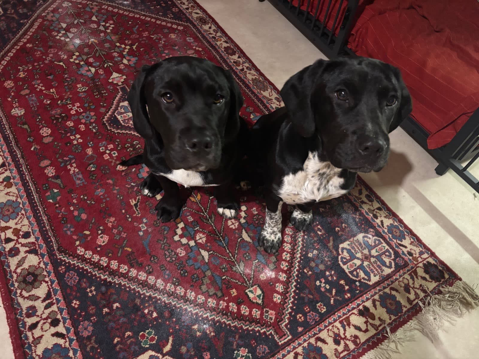 Labrador Cocker Spaniel Cross Staffy Puppies Labrador Retriever