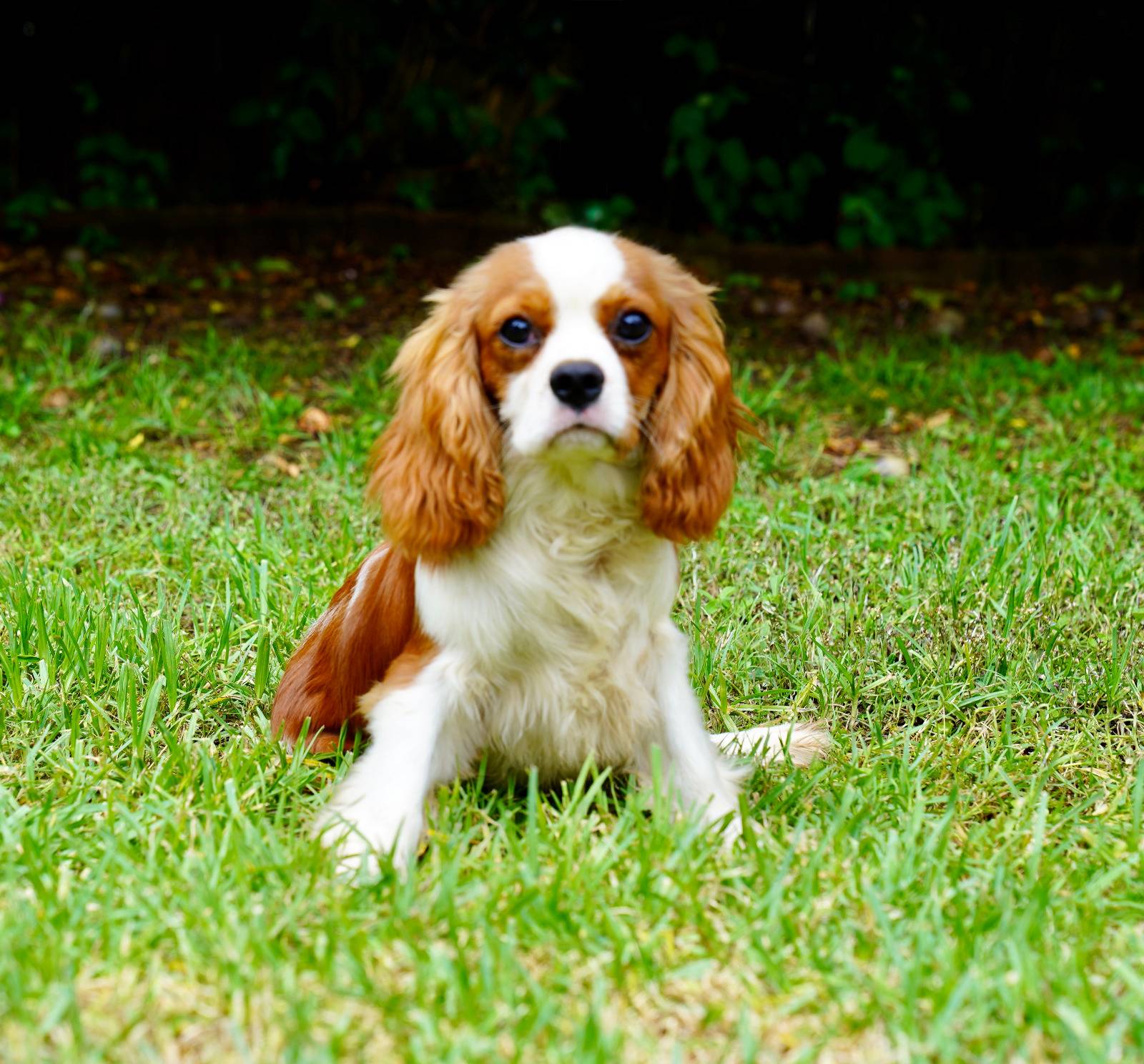 Year Old Cavalier King Charles Spaniel Cavalier King Charles - Main Image
