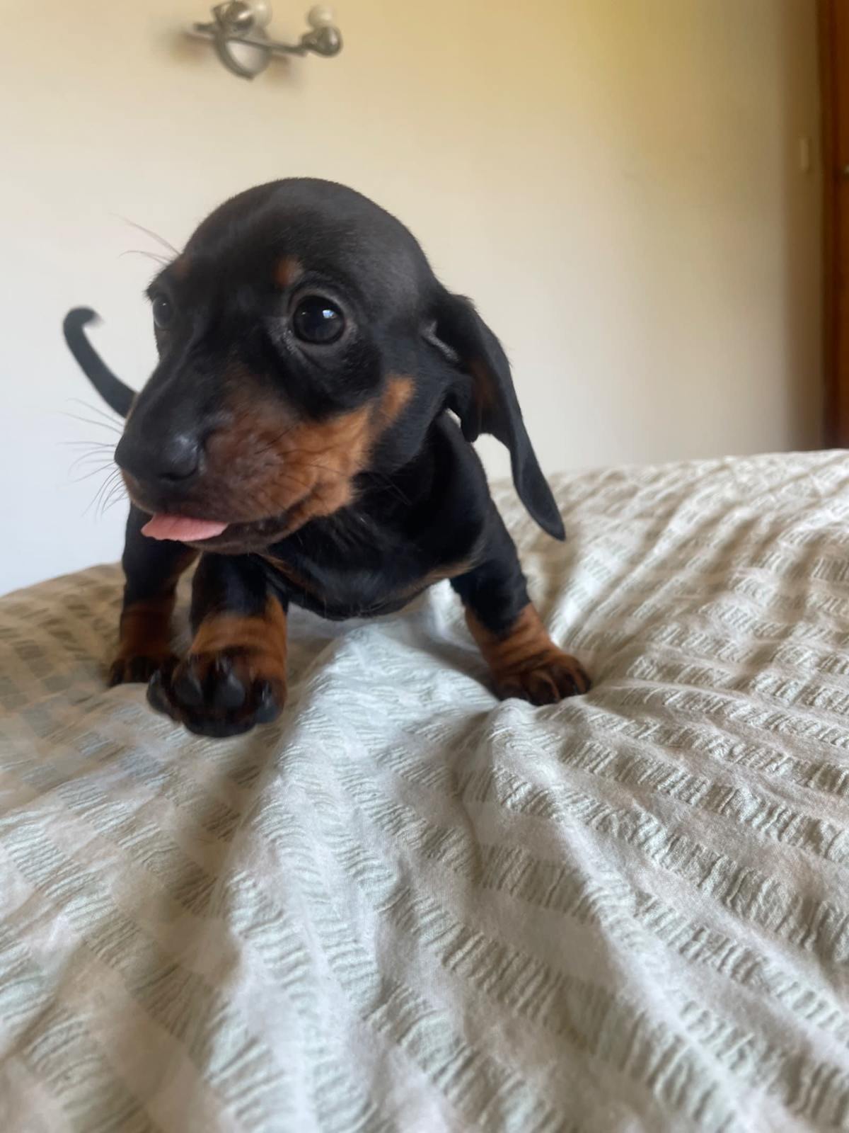 Black Short Hair Weenie Dog And Tan Dachshund Short Haired Wiener