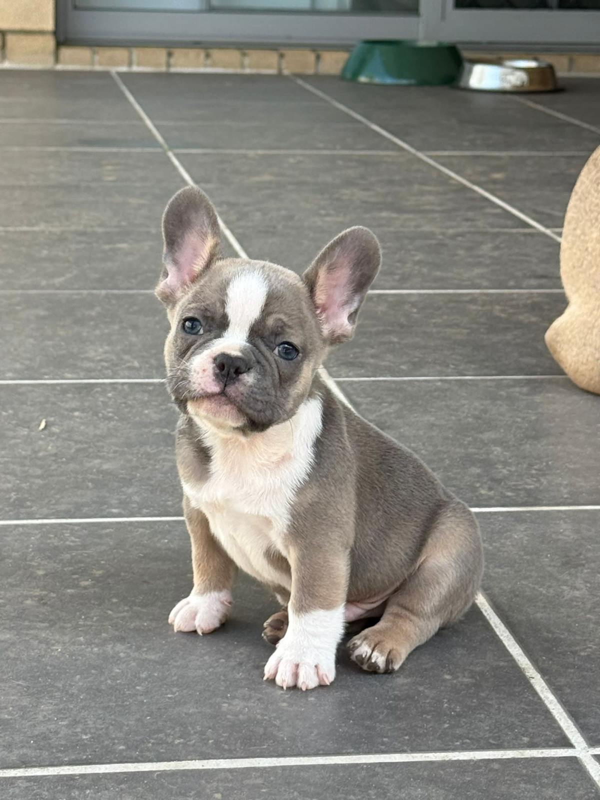Dogs Gumtree Bulldog Puppies French Bulldog Puppies Dogs Puppies