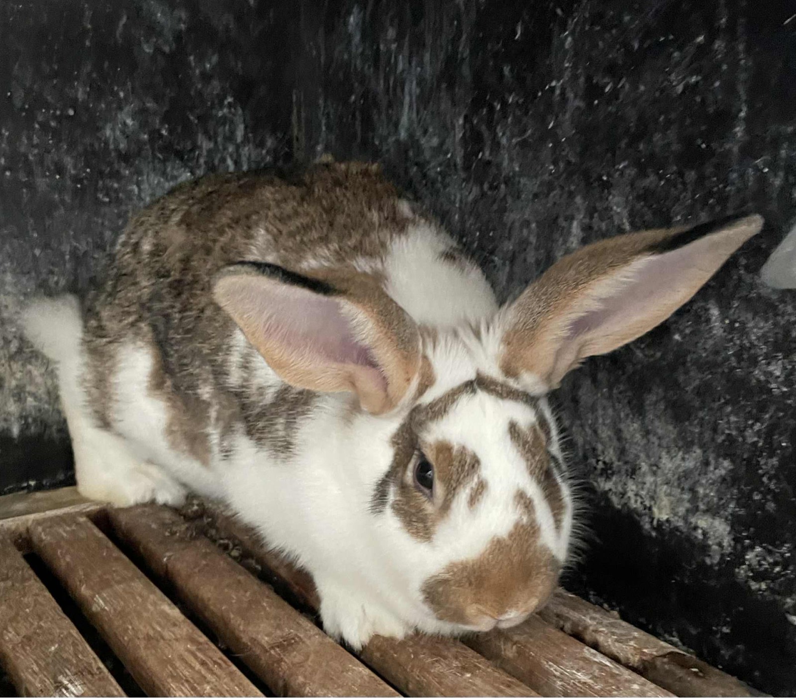 New Zealand Rabbits Rabbits Gumtree Australia Melton Area