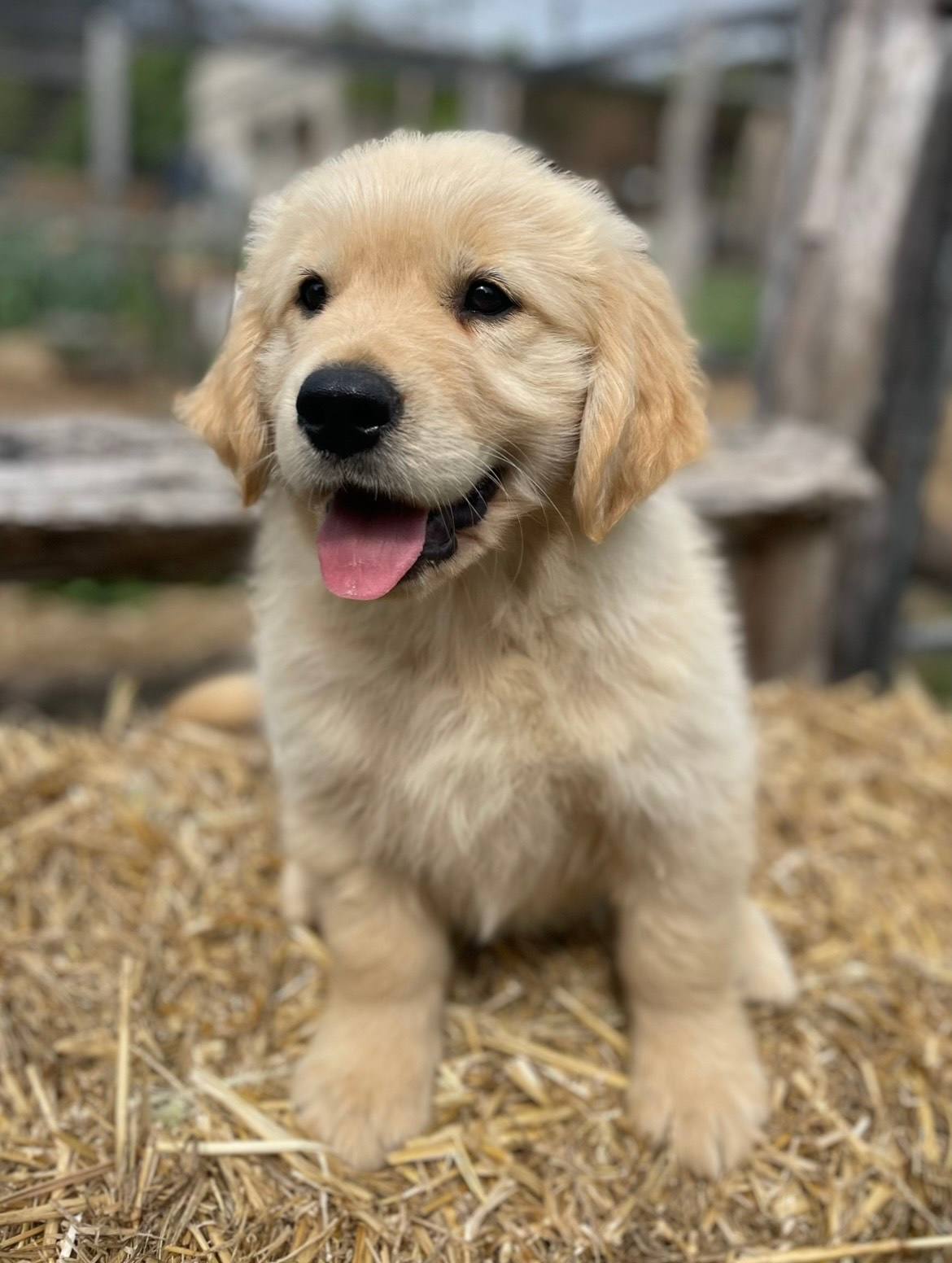 Purebred, Farm Raised Golden Retriever Pups From Pedigree Lines