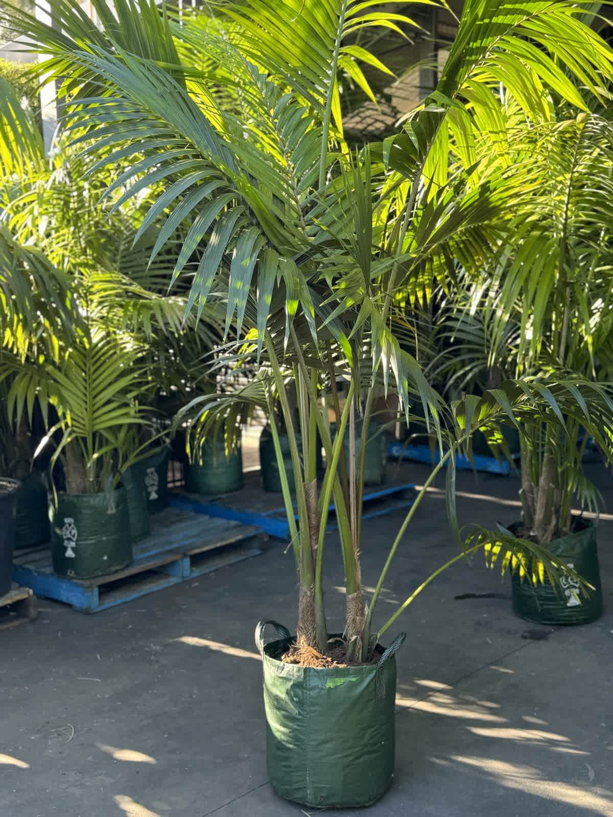 Kentia Palms - Plants in Ingleburn NSW | Gumtree Australia