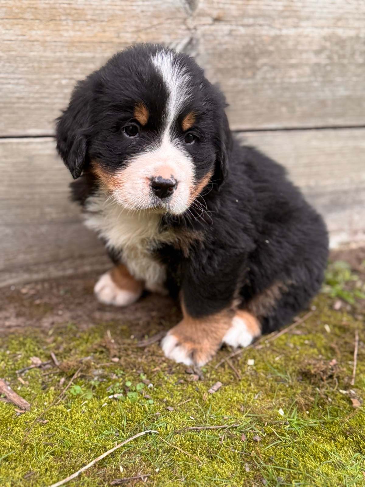 Full Grown Female Bernese Mountain Dog Dog Breed Bernese Dog Size