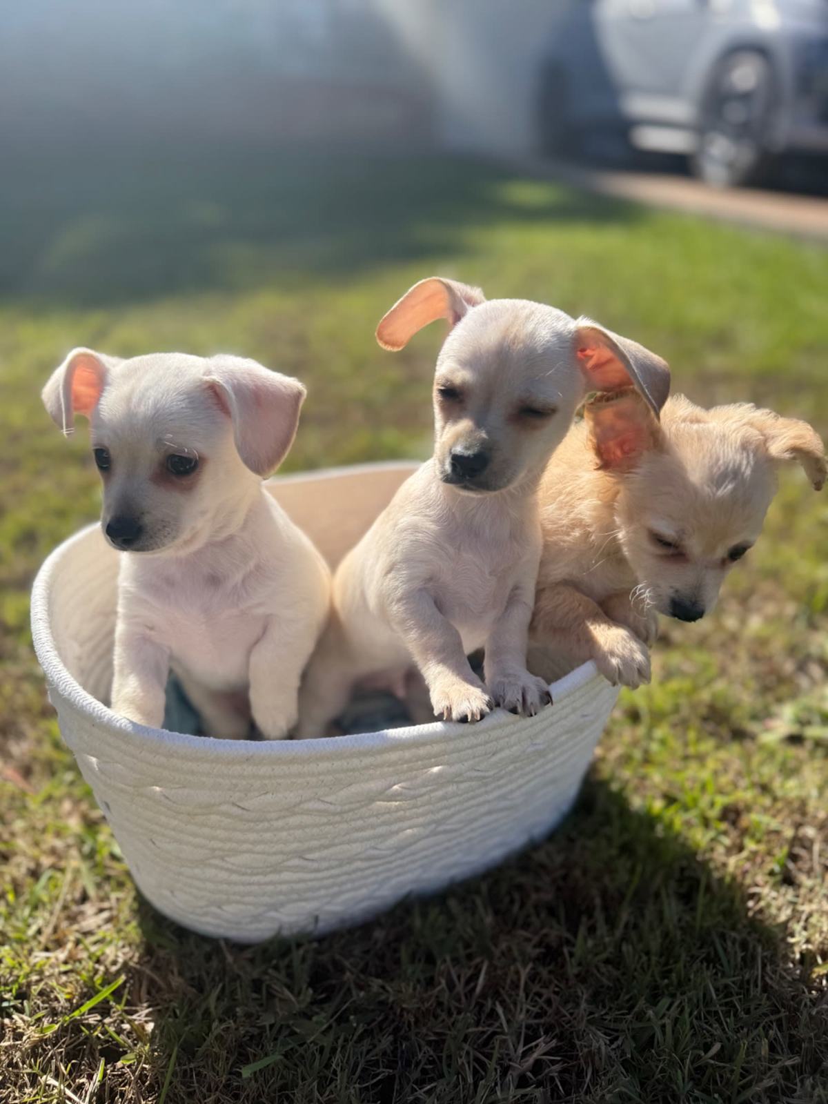 Chihuahua Dog Chiweenie Puppies For Sale Craigslist Chiweenie