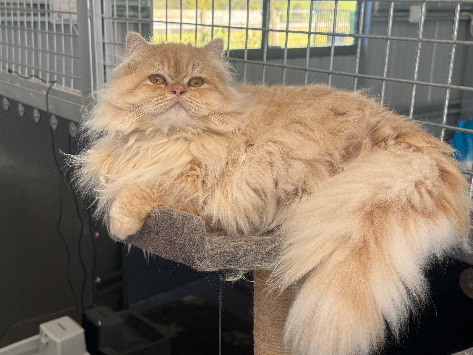 Cars Persian Cat Gumtree Flat Extreme Face Persian Kittens For