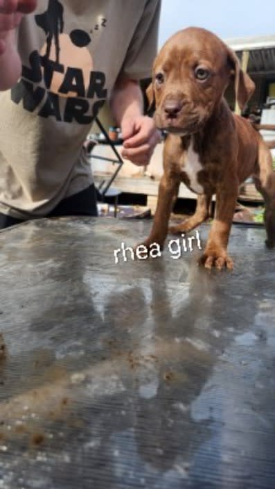 Bull Arab Mastiff X For Sale Bull Arab X Great Dane Puppies For Sale