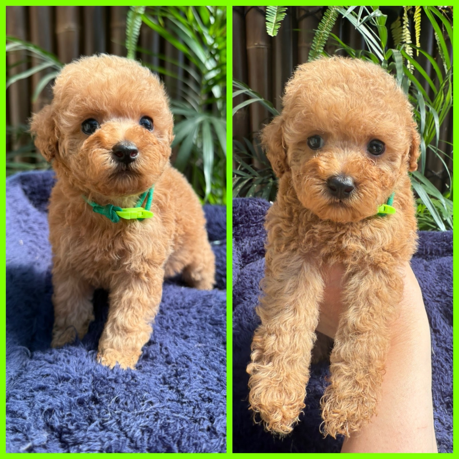 Teacup Poodle Purebred Poodles For Adoption Mini Toy Poodle