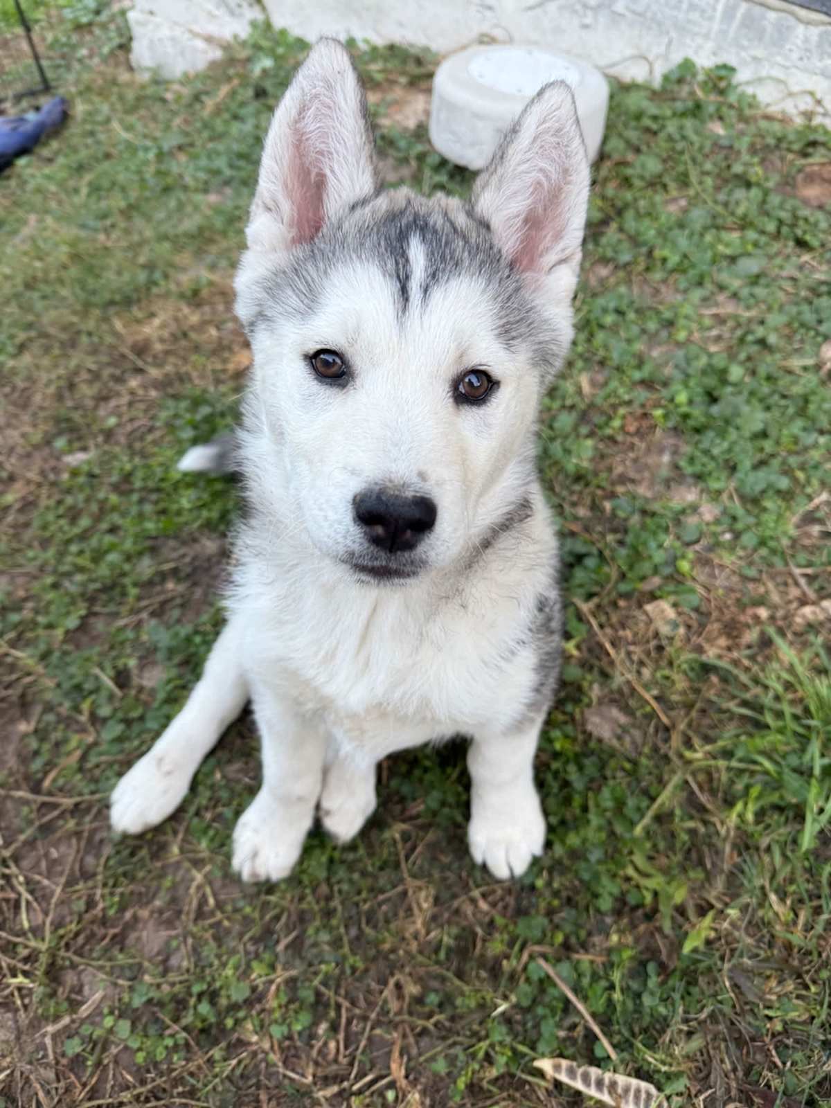 Husky Dog Month Old Husky Husky Dog Price Australian Husky Price