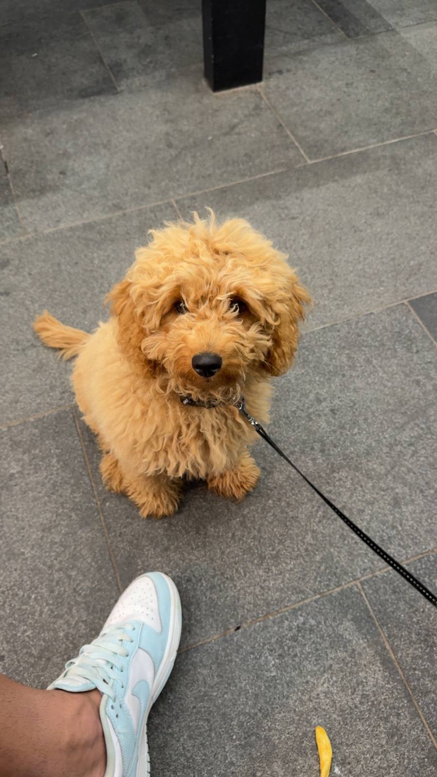 Toy cavoodle for sale Dogs Puppies Gumtree Australia Fairfield