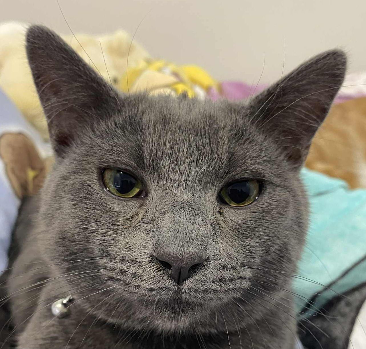 Blue Cat Russian Cat Rescue Litter Trained Blue Cross Cat Adoption