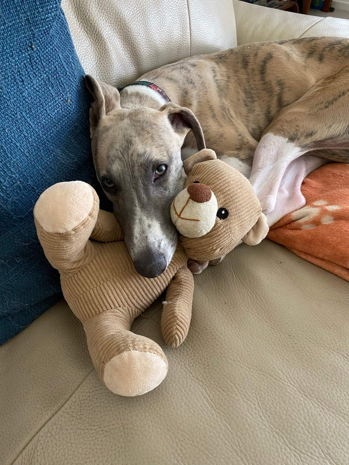 Brindle Whippet Whippet Potty Training Blue Brindle Dog Blue