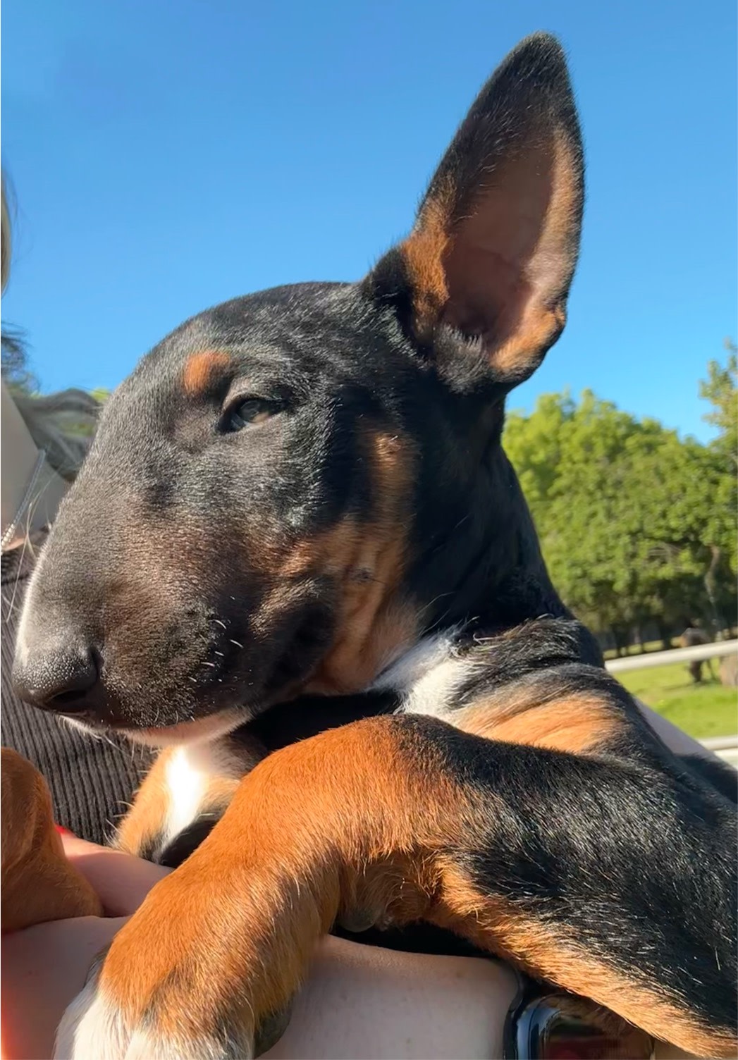 Bull Terrier Puppy Dogs Puppies Gumtree Australia Mornington