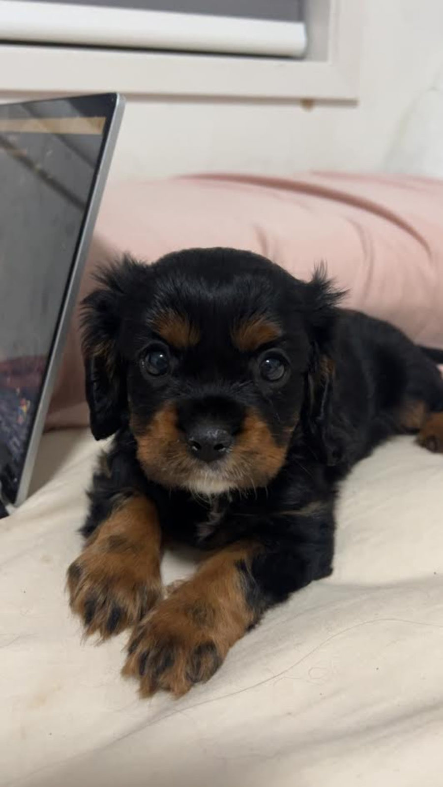 Cavalier King Charles Spaniel Purebred Female Gumtree