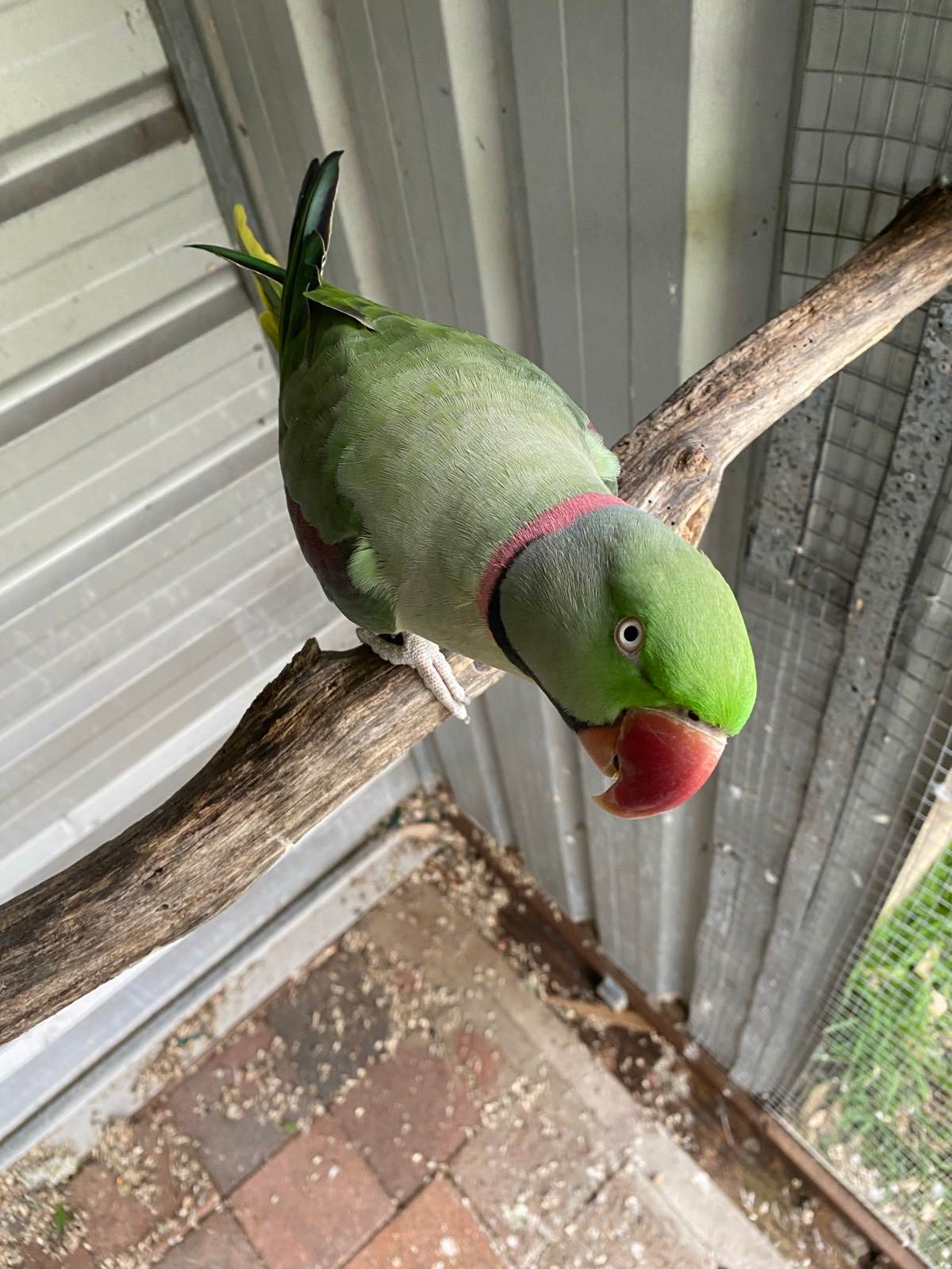Male Alexandrine Parrot Birds Gumtree Australia Parramatta Area