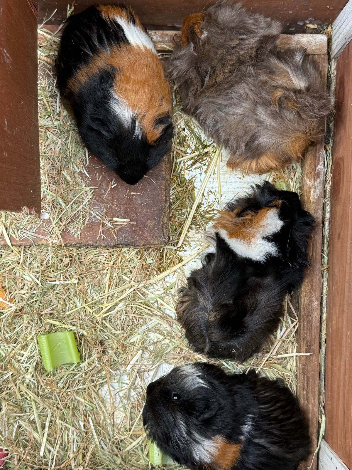 Pets Gumtree Sugar Glider For Sale Gumtree Two Sugar Glider Girls