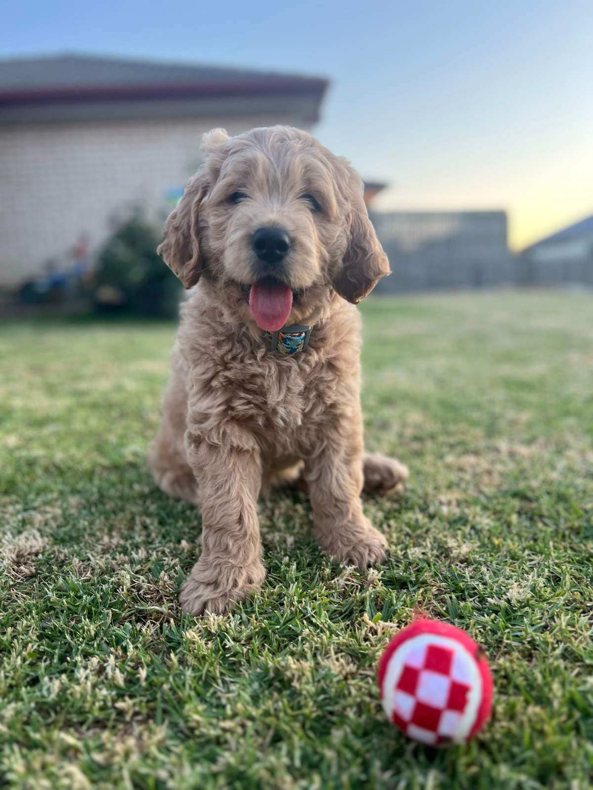 Groodle puppy, weeks, vaccinated, microchipped, toilet trained