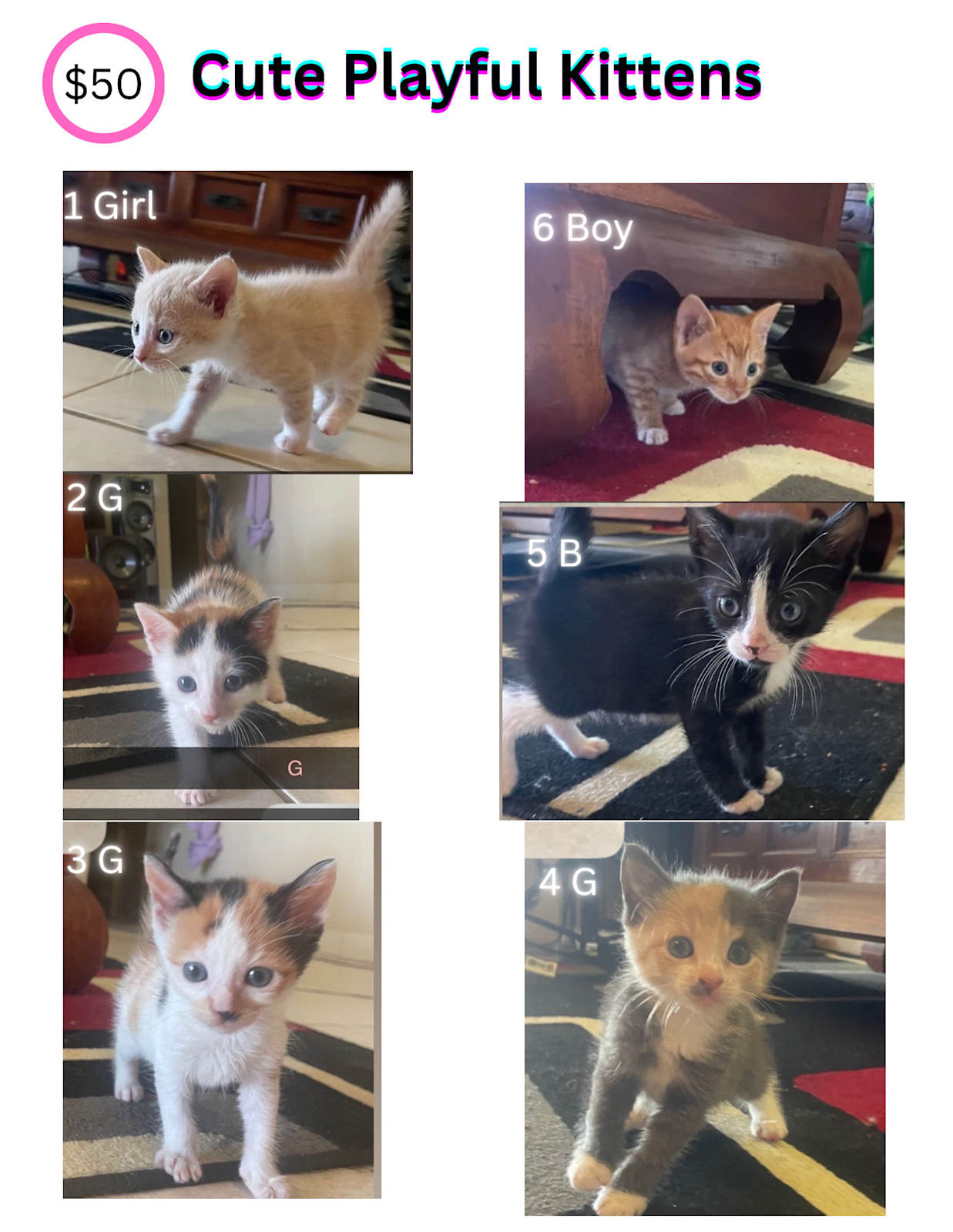 Cute baby kittens Cats Kittens Gumtree Australia Bundaberg