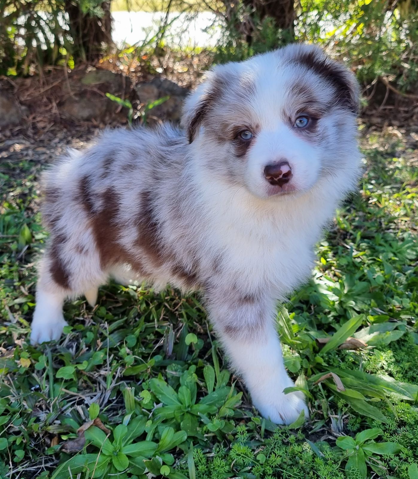 Blue Merle Kelpie Puppies Free Blue Merle Border Collie X For Sale