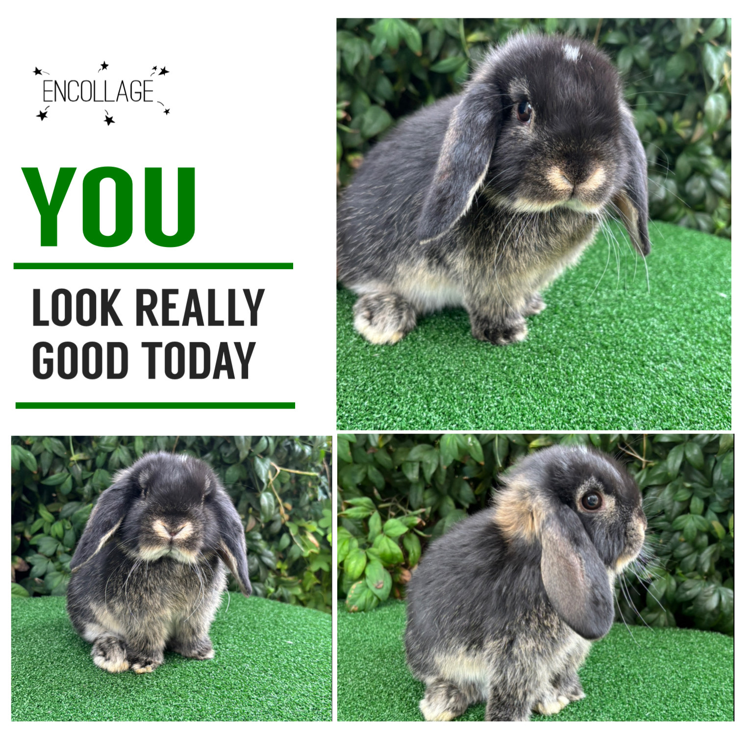 Butterfly Holland Lop Breed Pure-bred Mini Lop Bunnies Available