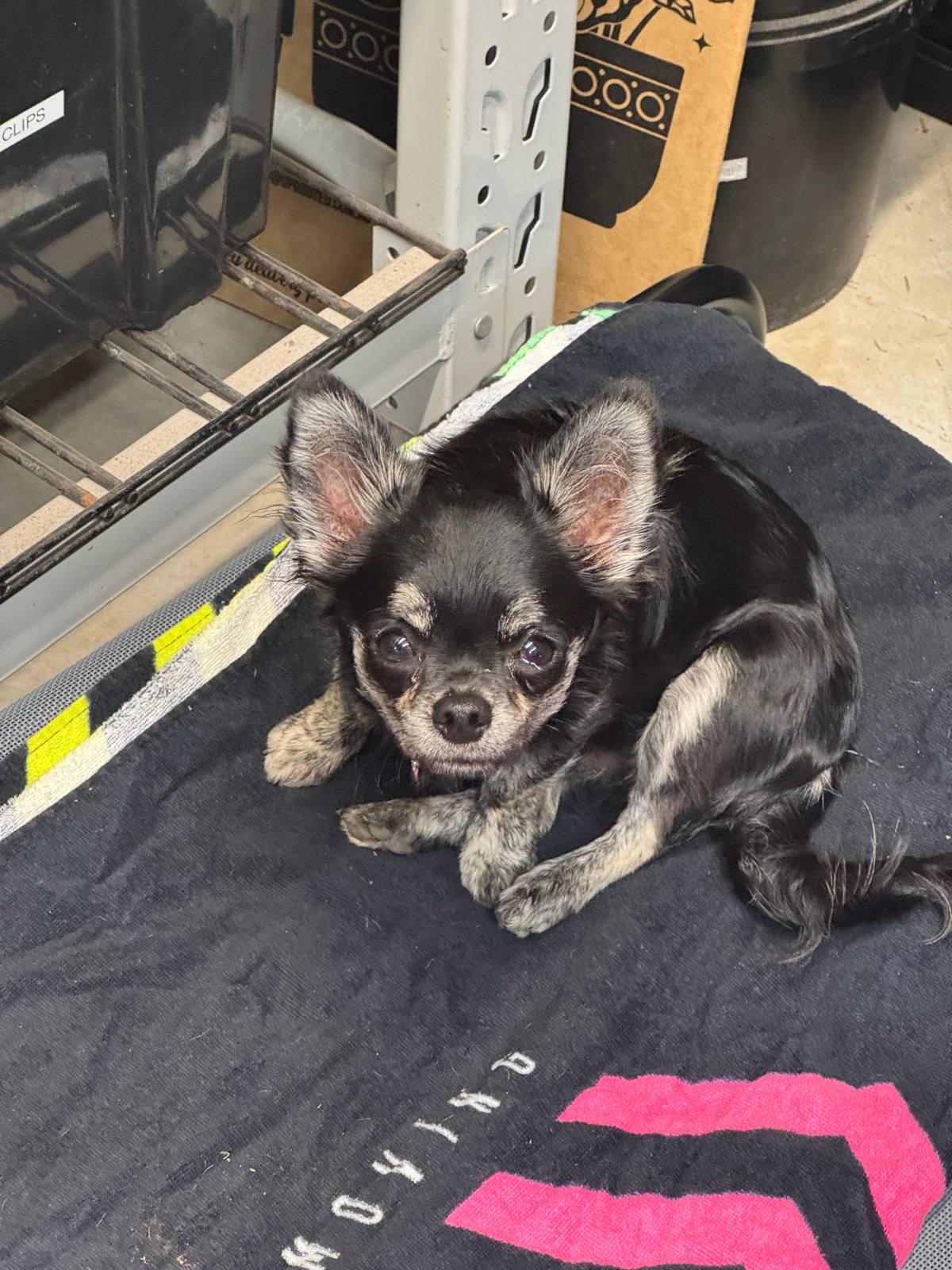 Rescue Qld Adopt A Pet Chihuahua Akc Teacup Chihuahua