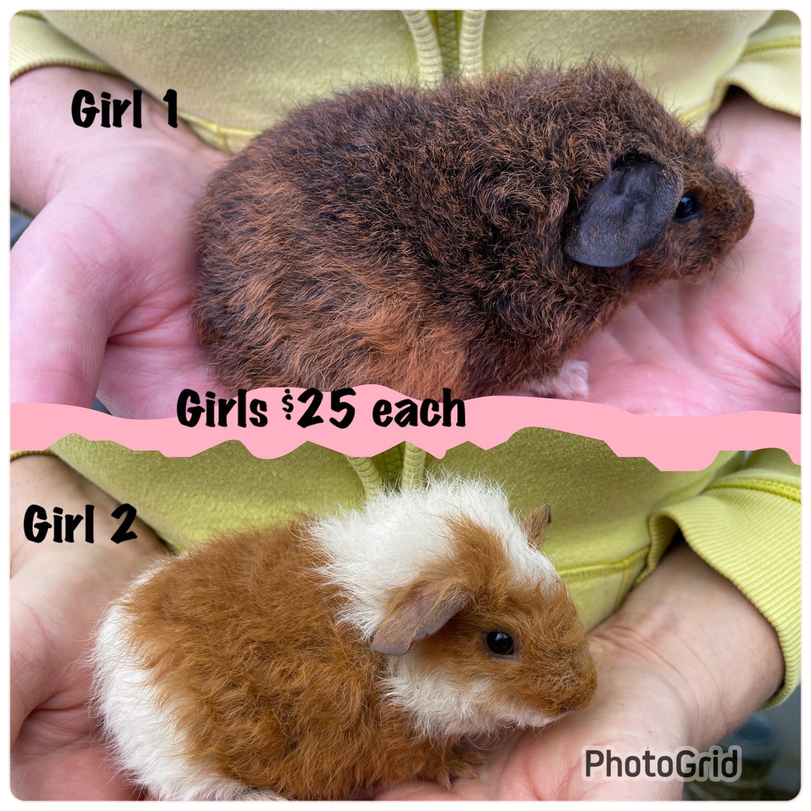 Baby Guinea How To Tell A Female Guinea Pig From A Male Baby Male