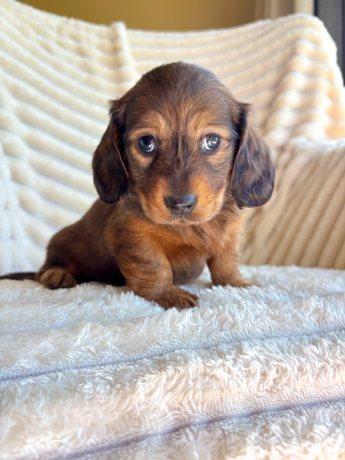 Dapple Dachshund Mountain View Dachshunds Blue Eyed Dapple