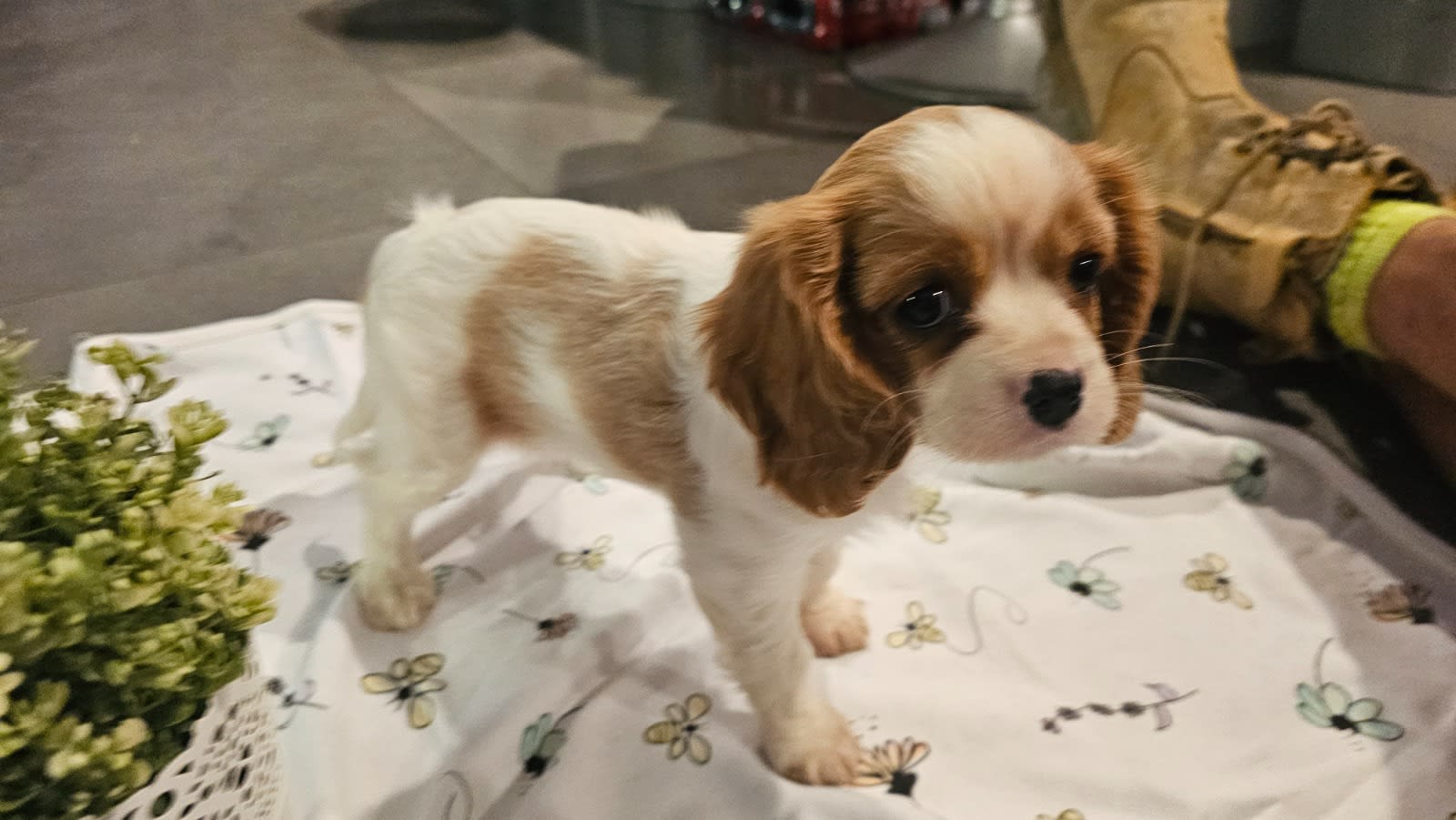 King Charles cavalier puppy Dogs Puppies Gumtree Australia