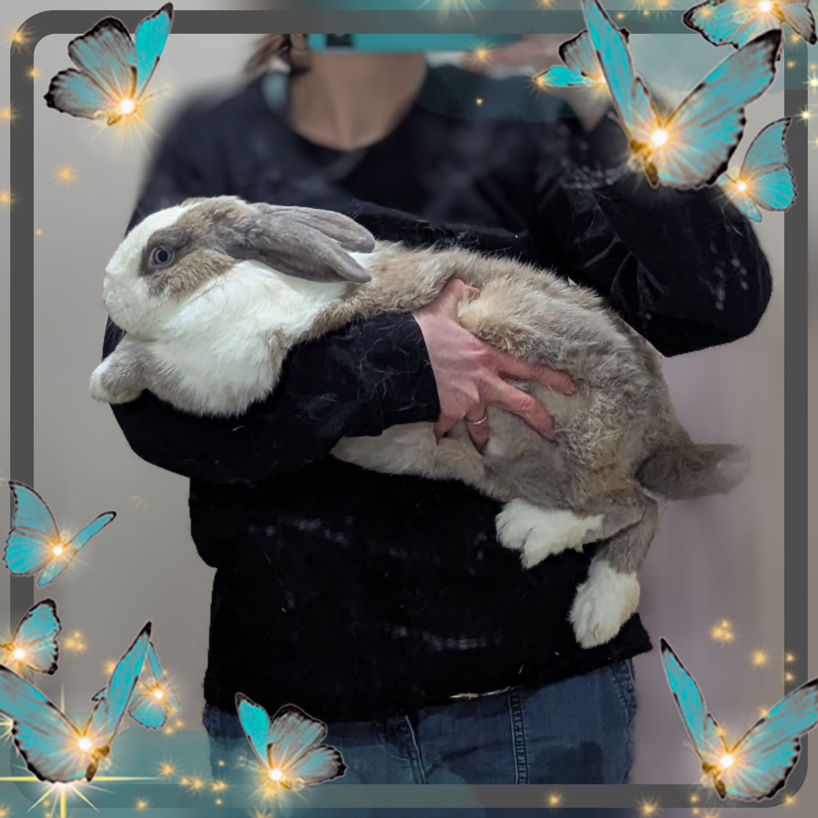 Wonderland Giants Rabbit babies waitlist Rabbits Gumtree