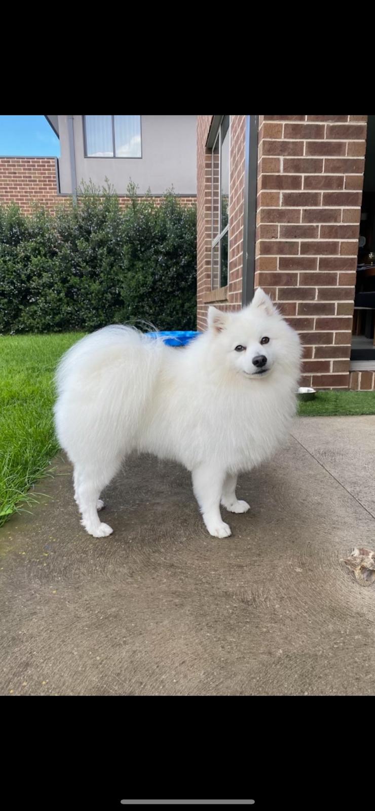 Spitz Dog Japanese Spitz Victoria Years Old Male Japanese Spitz