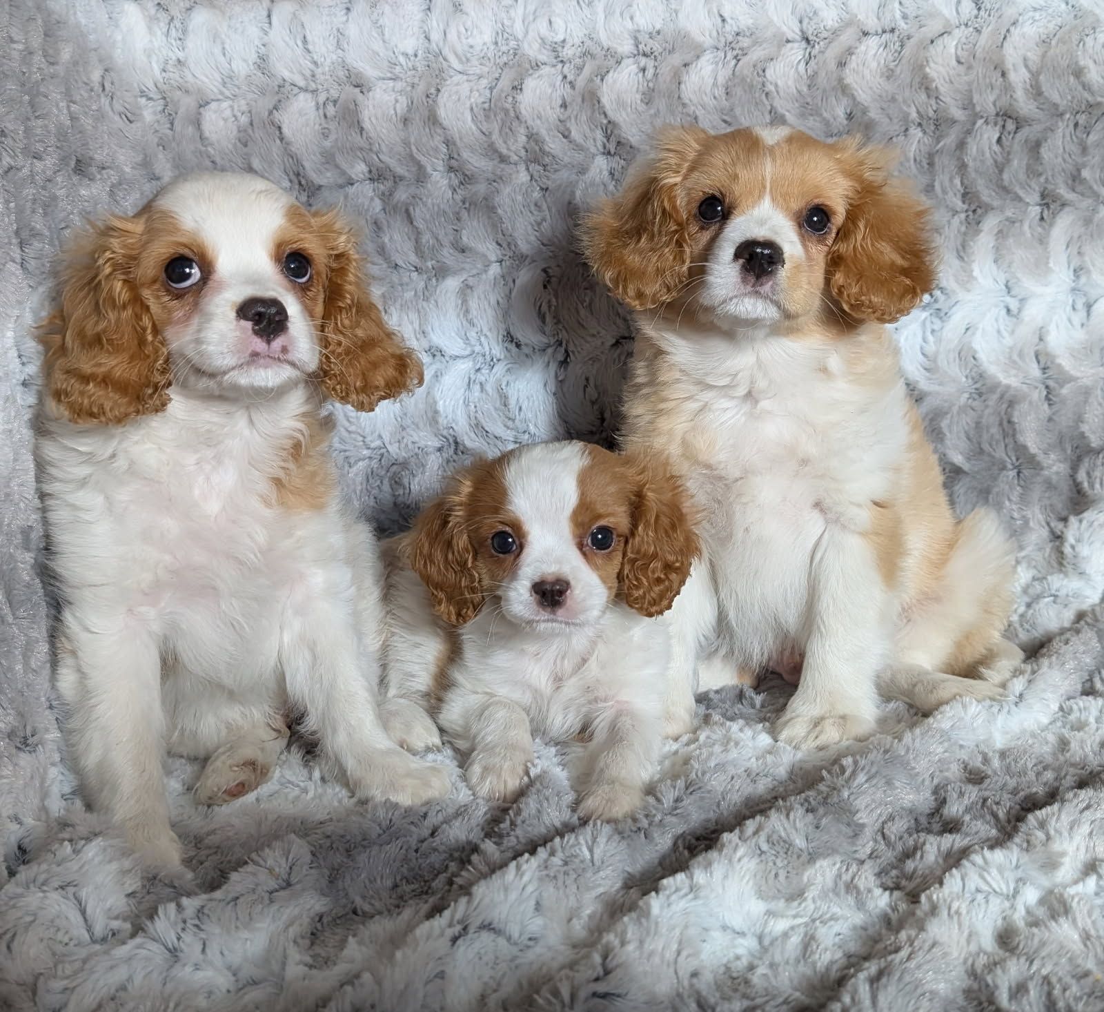 Cavalier Puppies Gumtree King Charles Spaniel Cavalier King