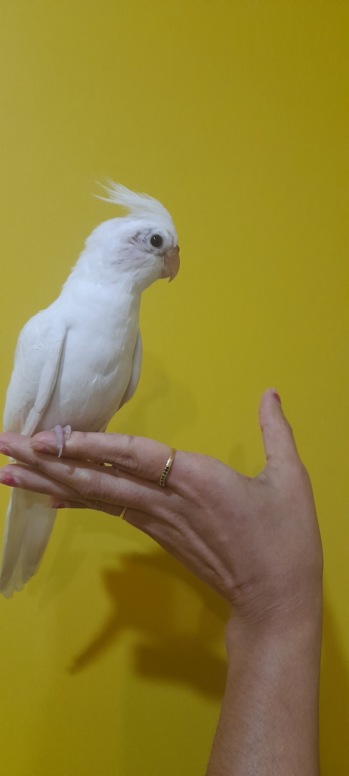 Cockatiel Bird 10 Week Old Cockatiel Buy Cockatiel Online At Best