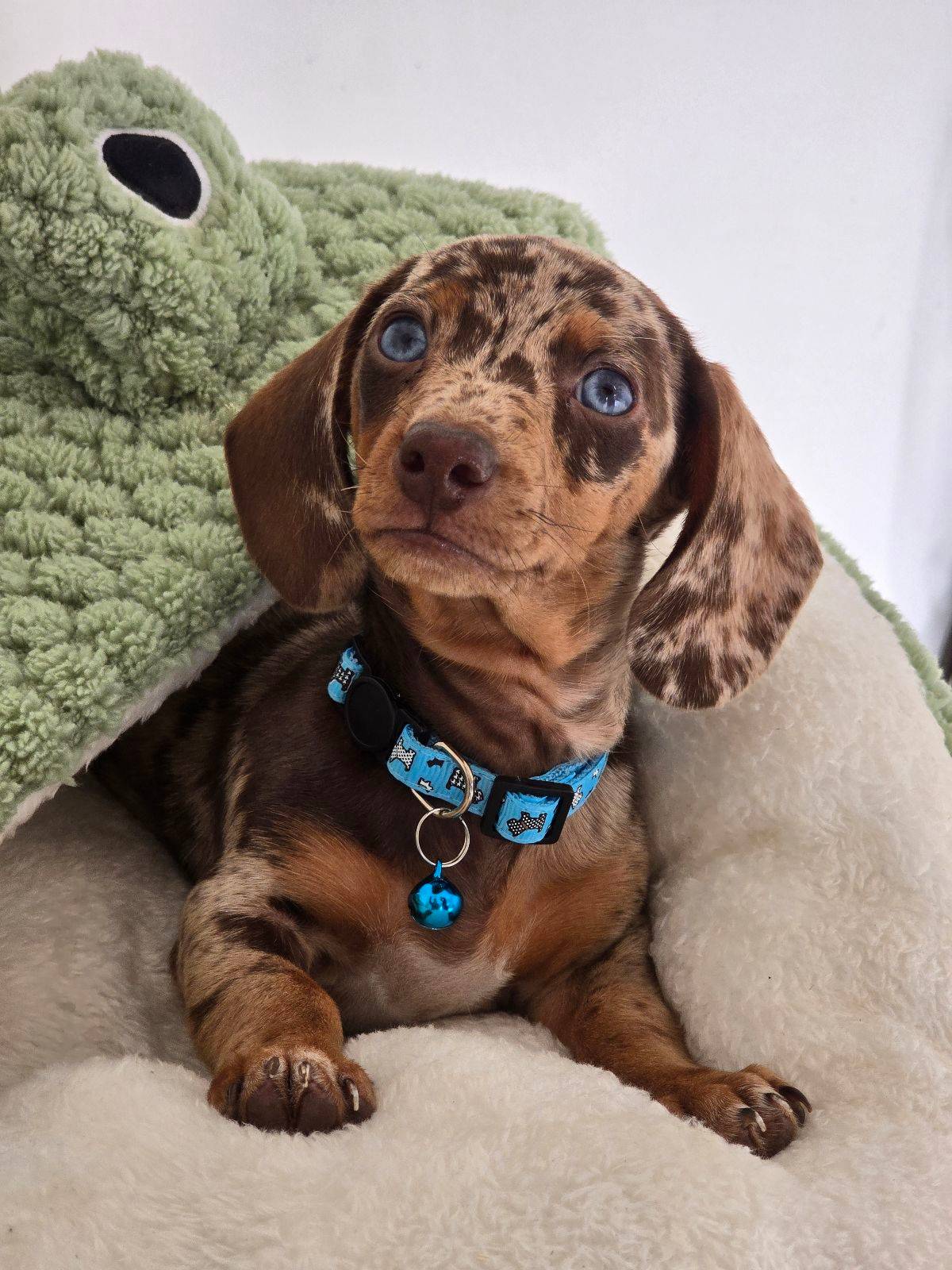 Brown Dapple Dachshund Blue Eyes Cheap Blue Eyed Dachshund For