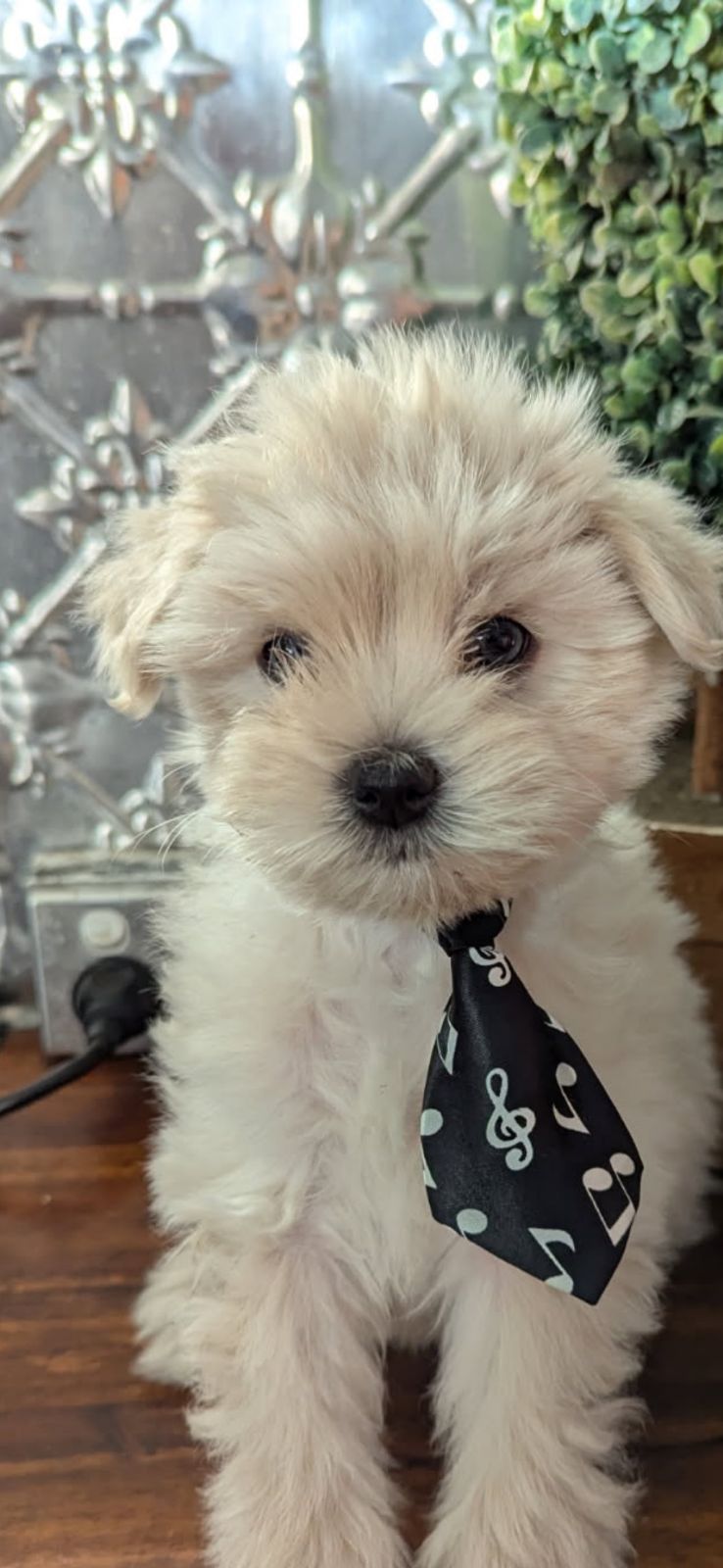 Maltipoo Dogs Teacup Maltipoo For Sale Craigslist Maltipoo Akc Shop