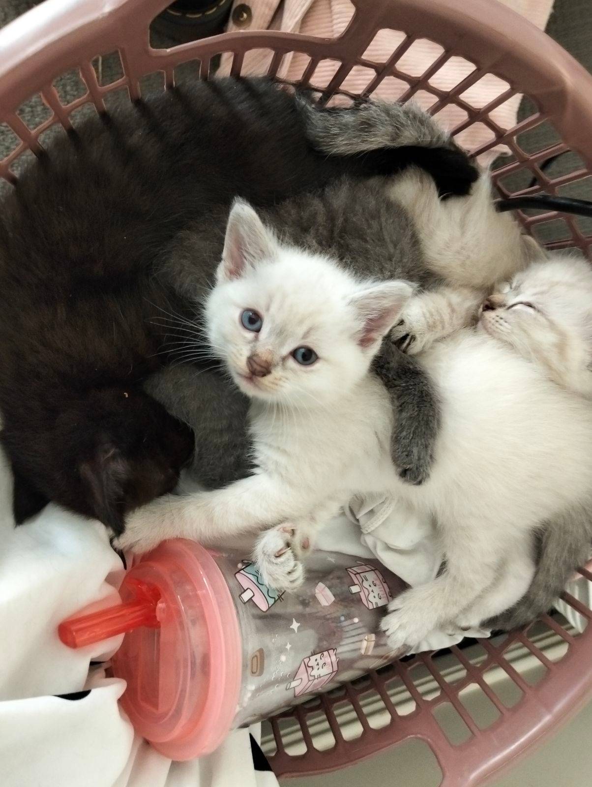 New Kitten Kittens Ready For Adoption Adoptable Cats Places To Get - Main Image