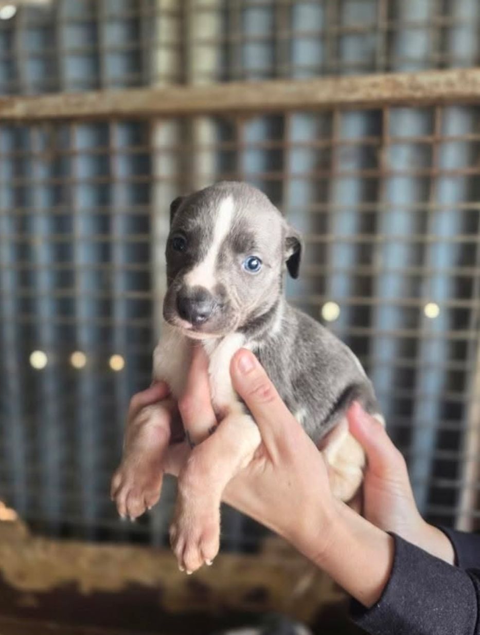 Puppy Rescue Whippets For Sale STUNNING BLUE AND WHITE WHIPPET
