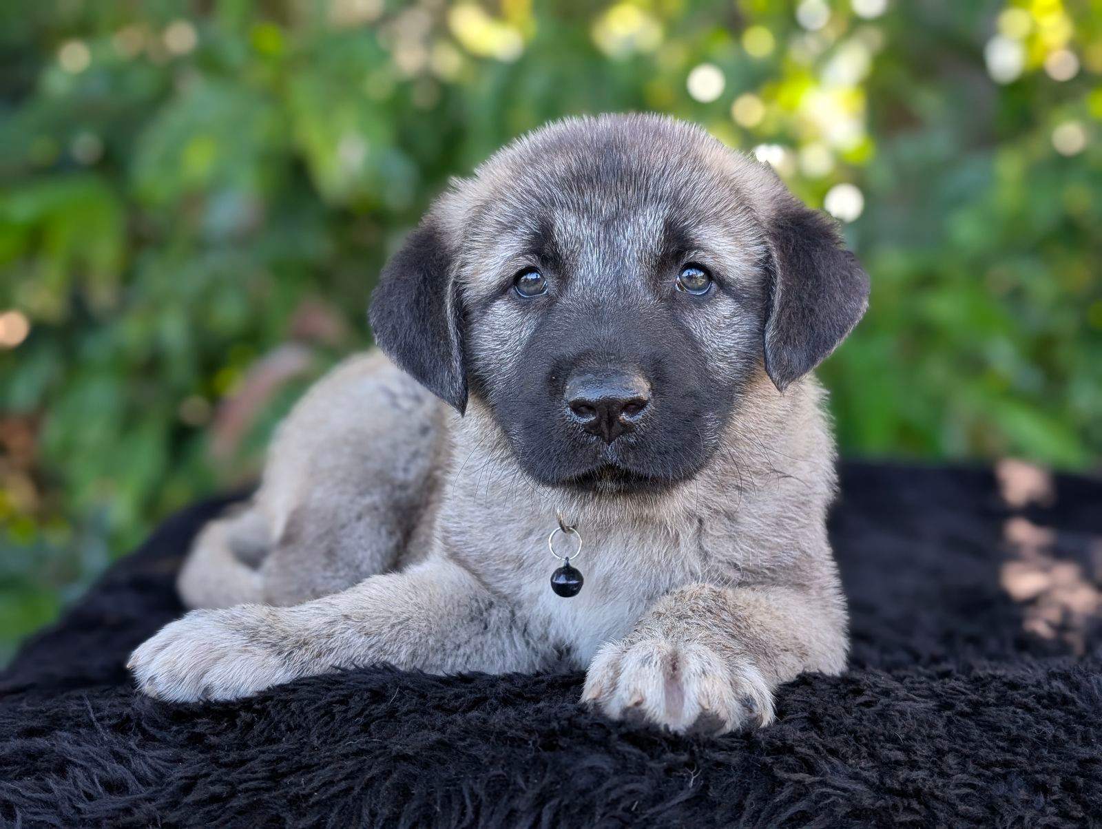 Pure Bred Anatolian Shepherd aka Kangal Home and Herd Protectors