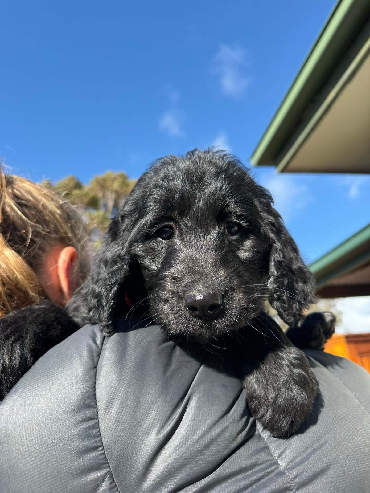 Standard Groodle Puppies Medium Groodle Puppies Online For Sale