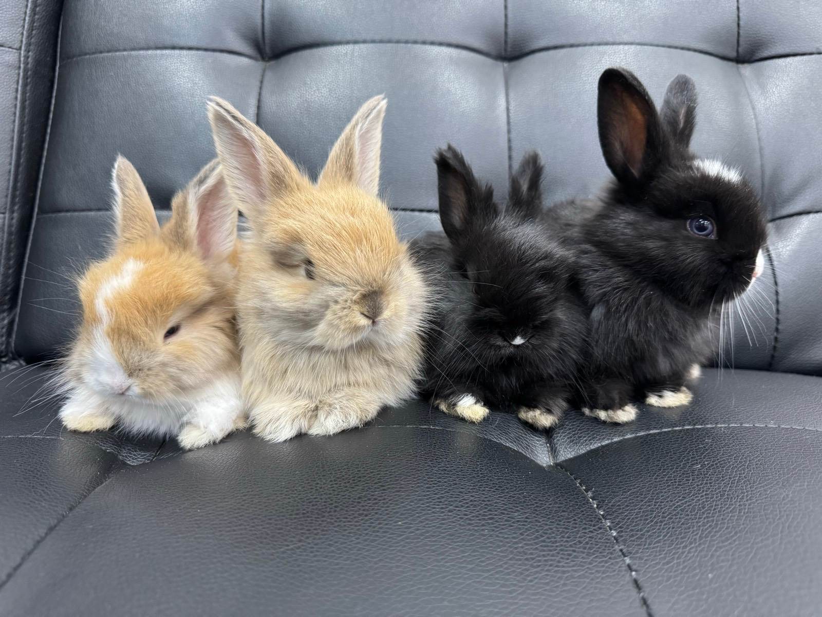 Netherland Dwarf x English Angora Mix Rabbit Bunnies Rabbits