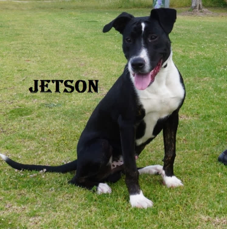 Animal Gumtree Rescue Dogs Terrier Puppies Gumtree Small Dogs Mini