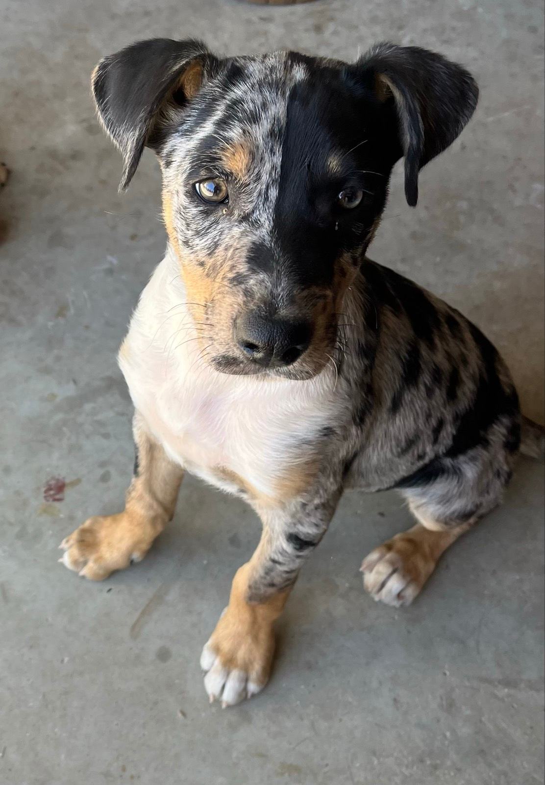 Kelpie x Koolie puppies Dogs Puppies Gumtree Australia