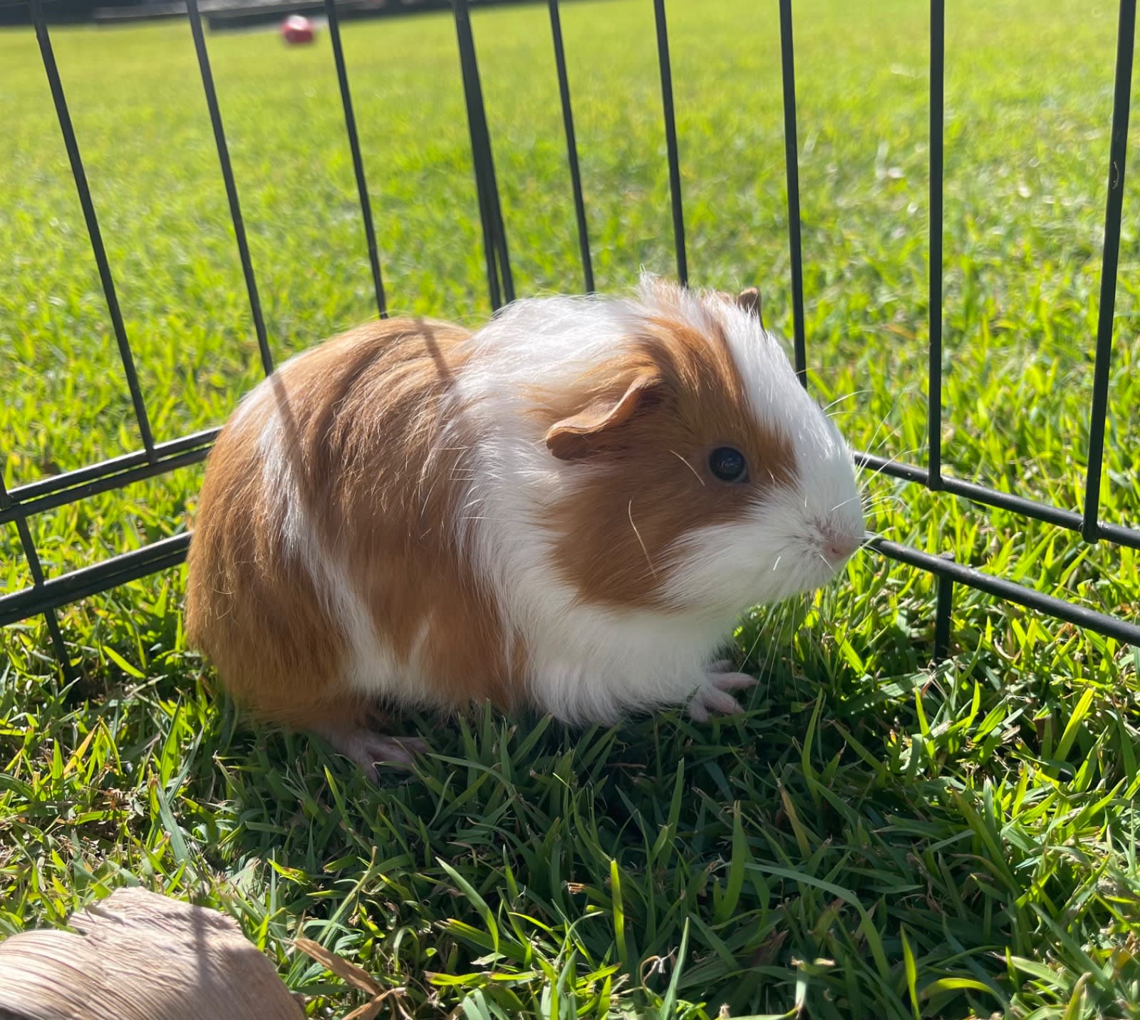 Best Pets Guinea Pigs And Kids Best Best Pet For Year Old Outlet