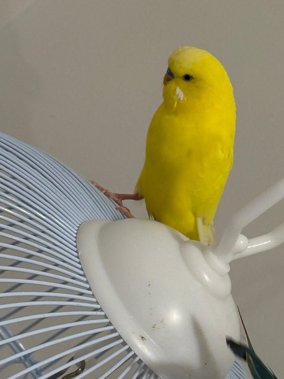 Yellow English Budgie English Parakeet Female Budgie Breeding - Main Image